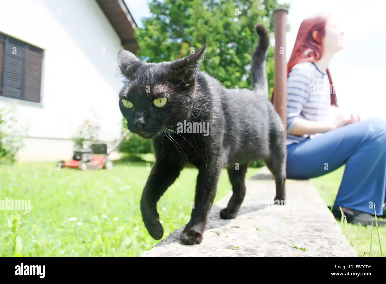 A black domestic cat walking on a stone fence with the owner sitting in ...