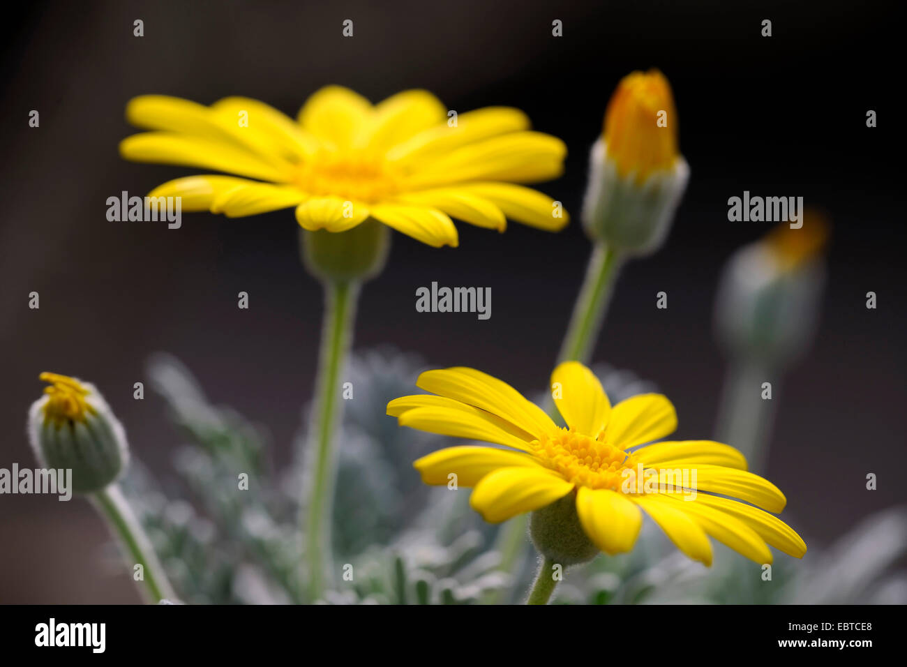 Yellow Bush Daisy (Euryops pectinatus), blooming Stock Photo