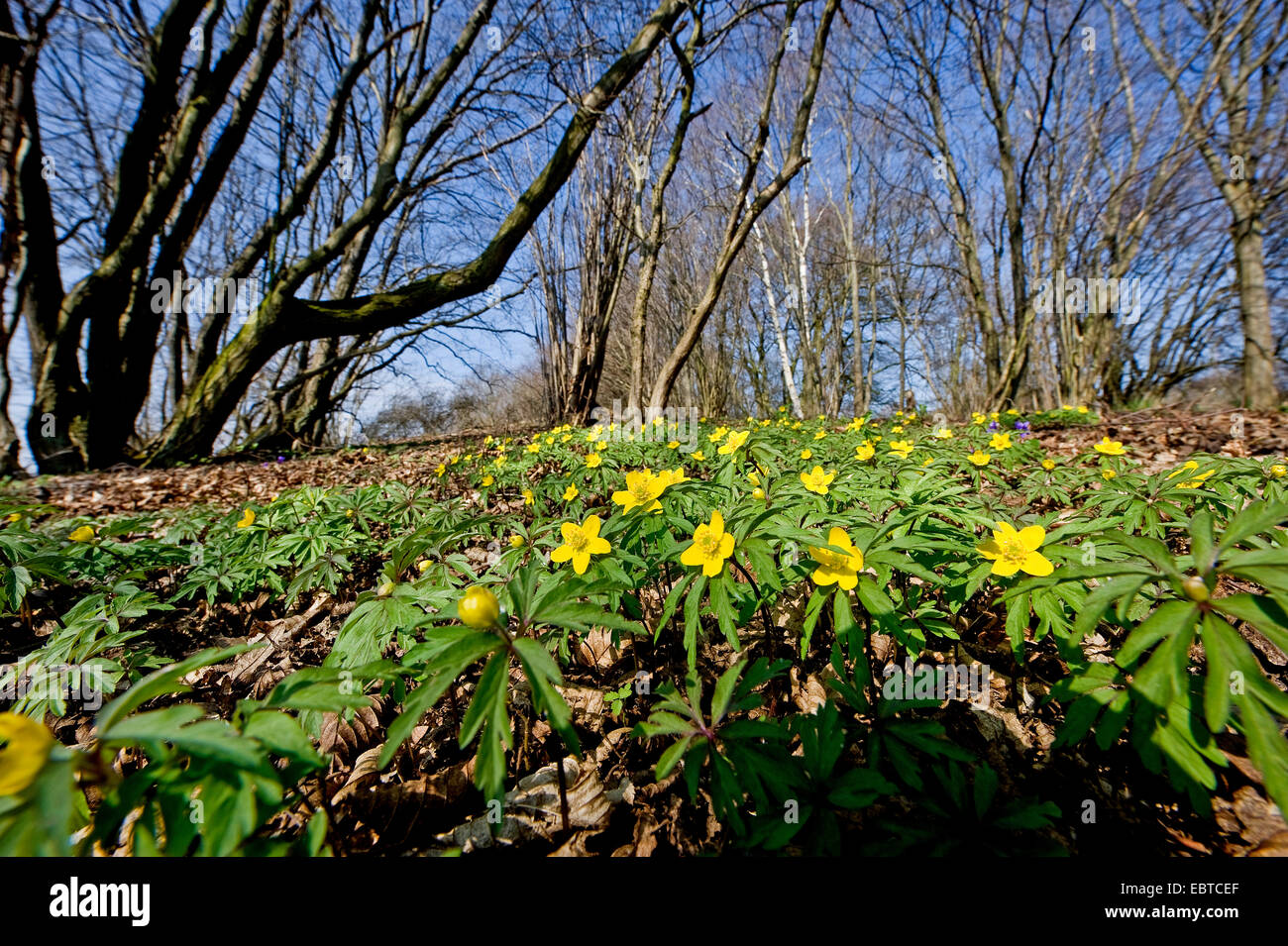 yellow anemone, yellow wood anemone, buttercup anemone (Anemone ...