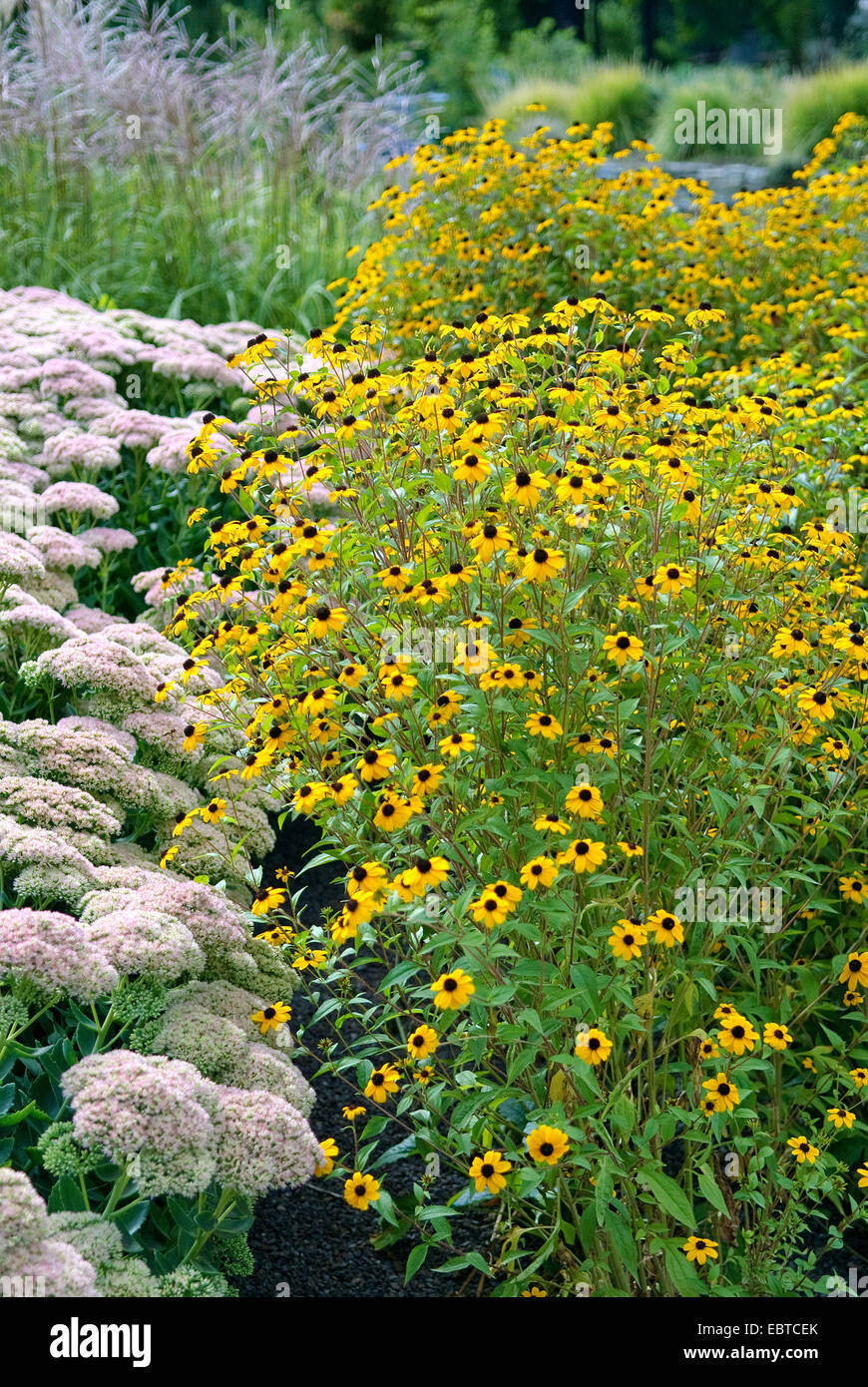 Branched coneflower, Brown-eyed susan (Rudbeckia triloba), blooming Stock Photo