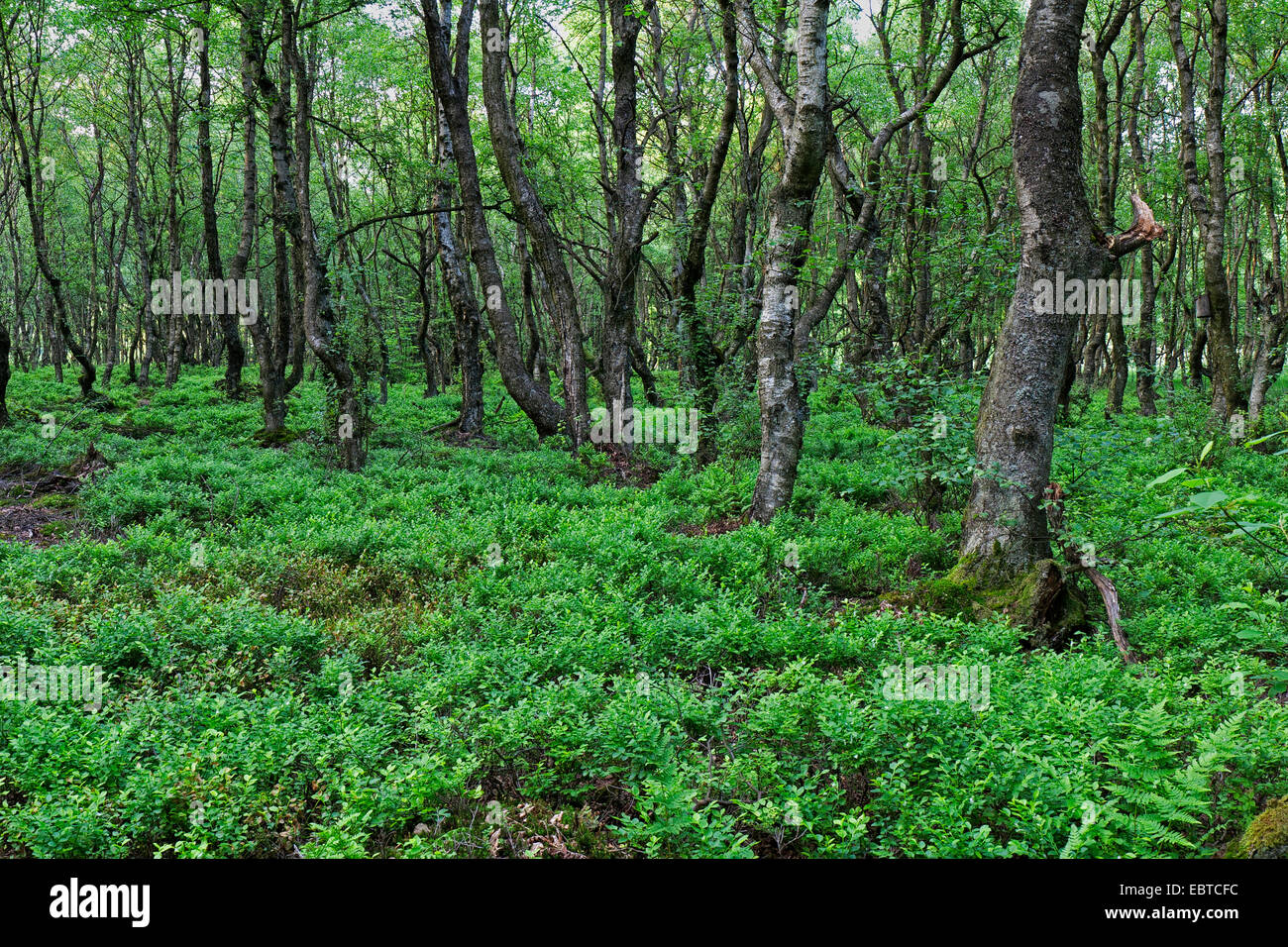 downy birch (Betula pubescens subsp. carpatica, Betula carpatica ), swamp forest, Germany, Rhineland-Palatinate, Eifel, Bragphenn Stock Photo
