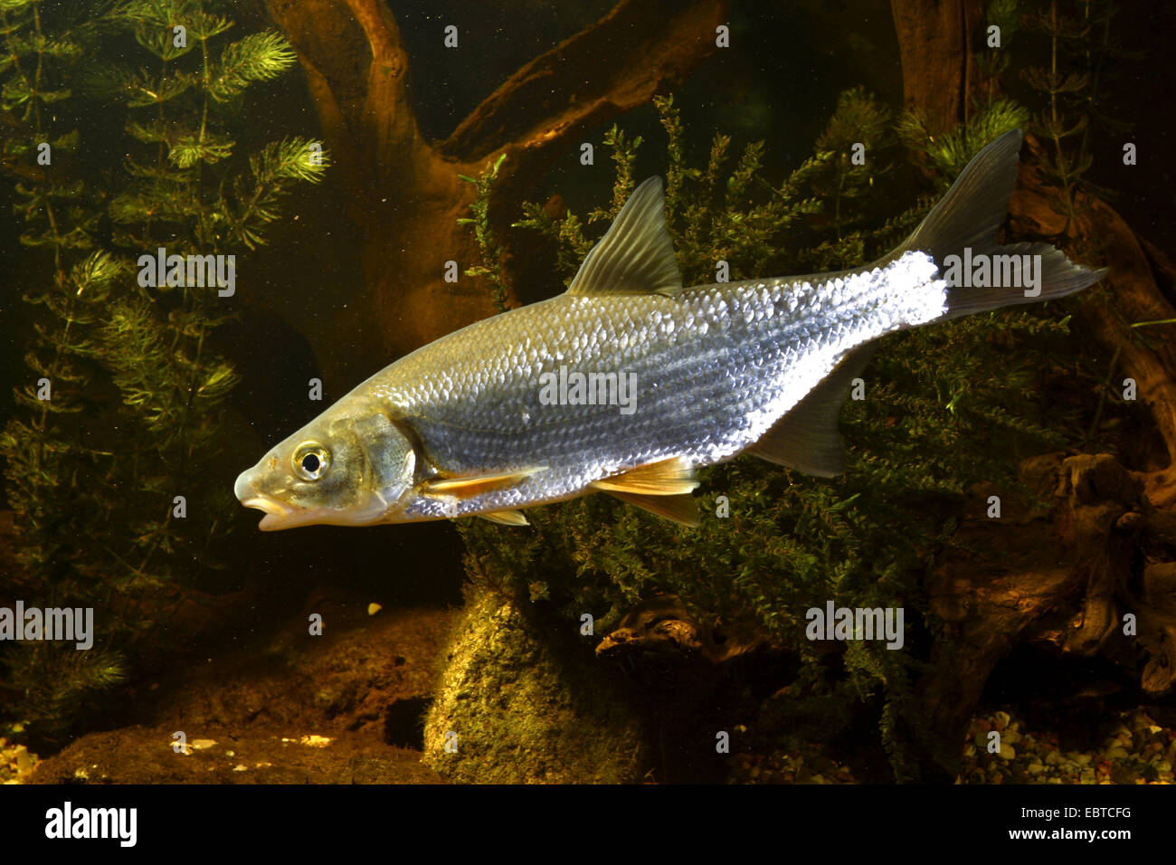 East European bream, zaehrte, Baltic vimba, Vimba bream, Vimba, Zanthe, Zarte (Vimba vimba, Abramis vimba), swimming at the bottom of a river covered with stones and waterplants Stock Photo