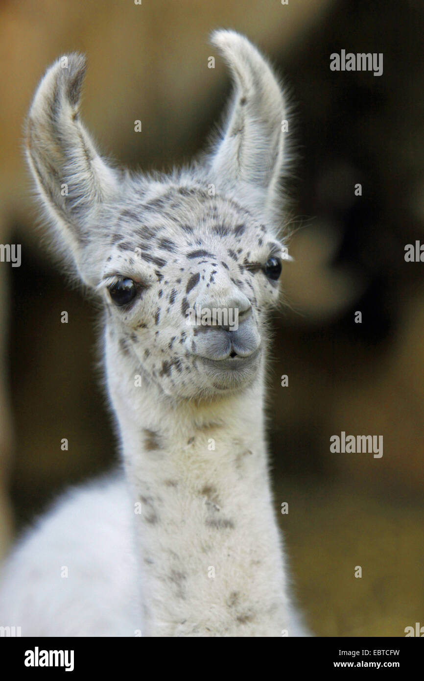 llama (Lama glama), portrait of a pup Stock Photo