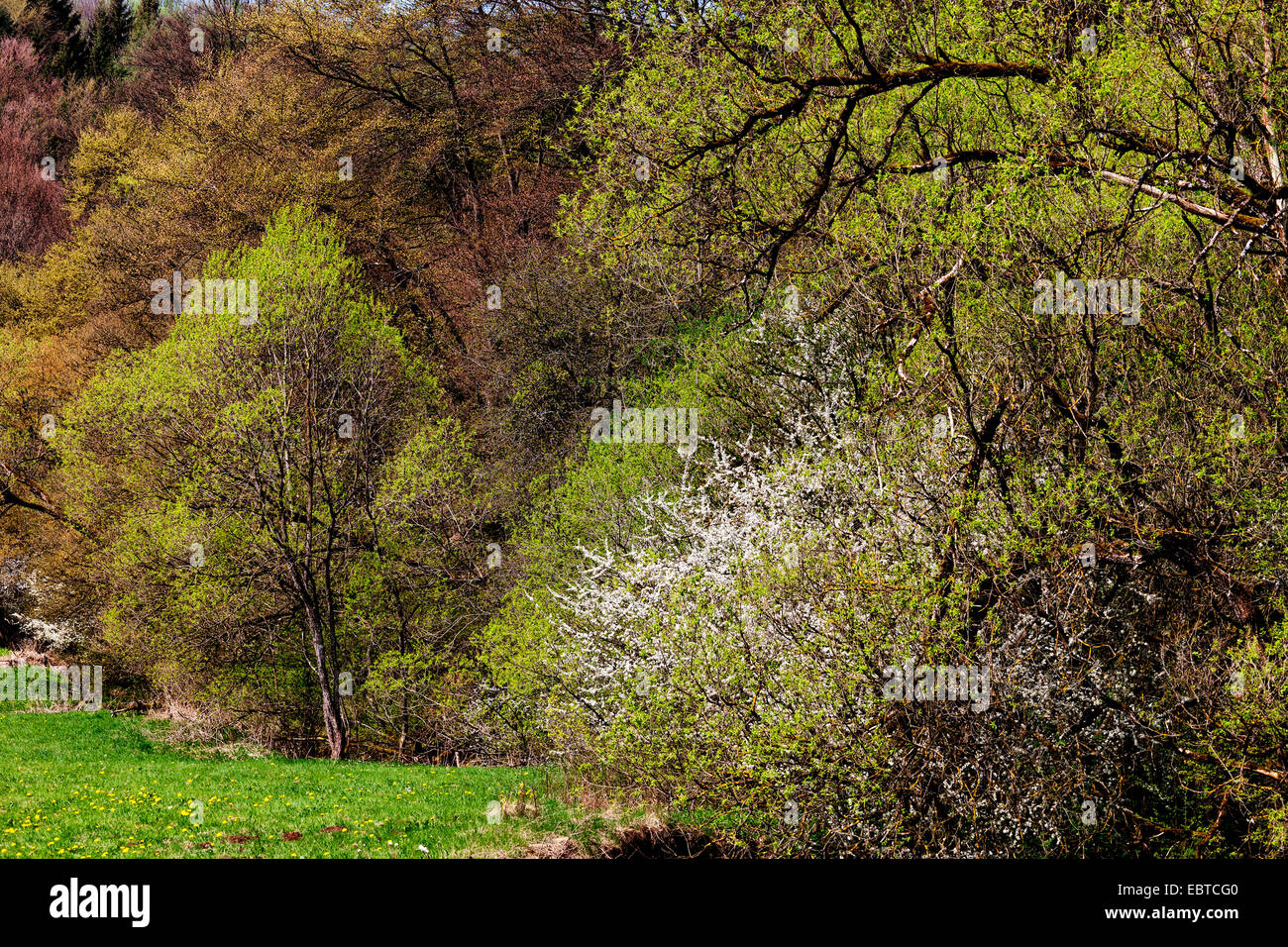 spring wood, Germany, Rhineland-Palatinate, Eifel Stock Photo
