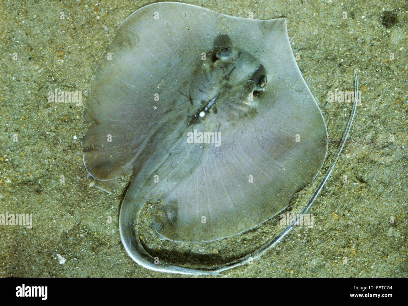 blue stingray, European stingray, common stingray (Dasyatis pastinaca), at the sandy bottom of the sea Stock Photo