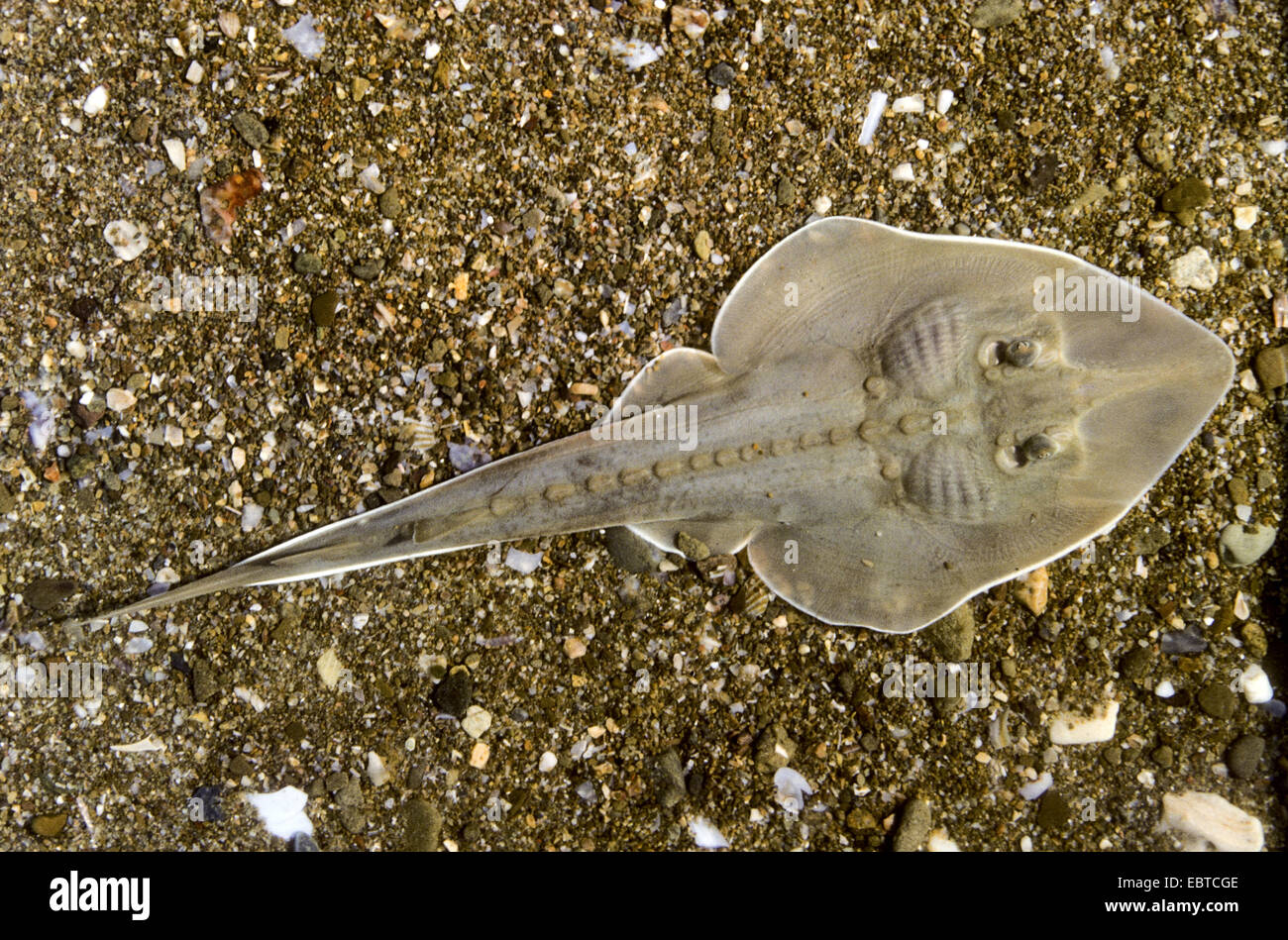 Mediterranean guitarfish, common guitarfish, pesce violino (Rhinobatos rhinobatos), at the bottom of the sea Stock Photo