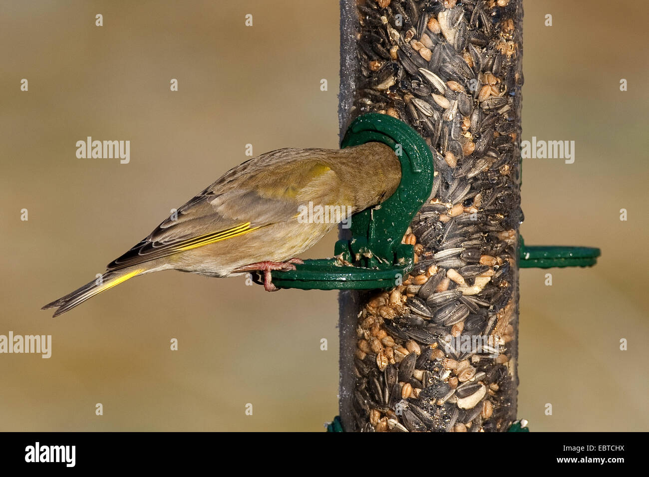 western greenfinch (Carduelis chloris), poking the head in a birdseed-silo, Germany Stock Photo