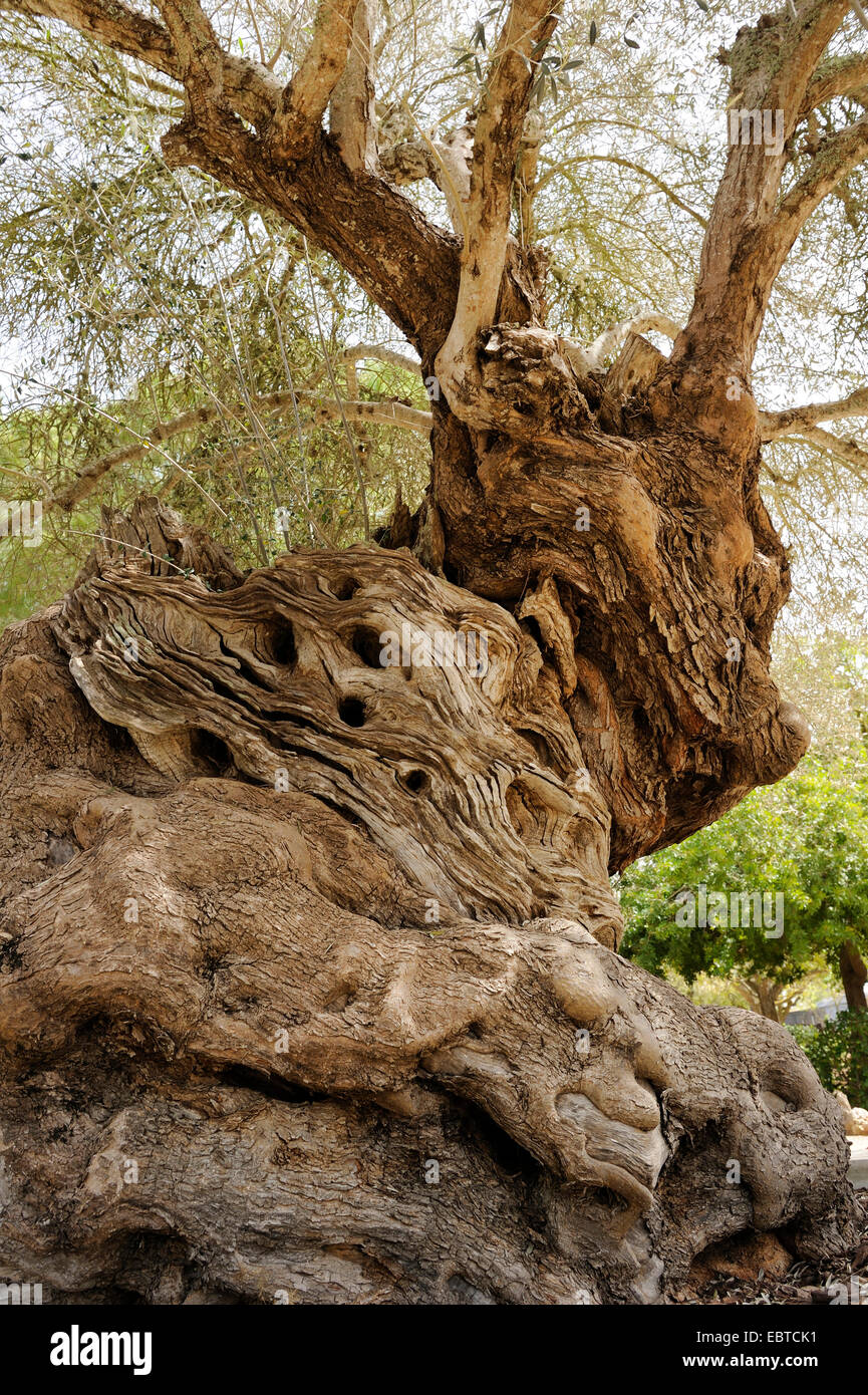 olive tree (Olea europaea ssp. sativa), old olive tree, Spain, Balearen, Majorca Stock Photo