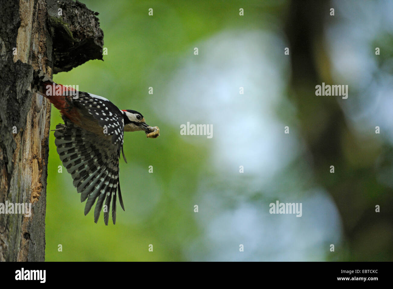 Great spotted woodpecker (Picoides major, Dendrocopos major), taking of from tree hole, Germany, North Rhine-Westphalia Stock Photo