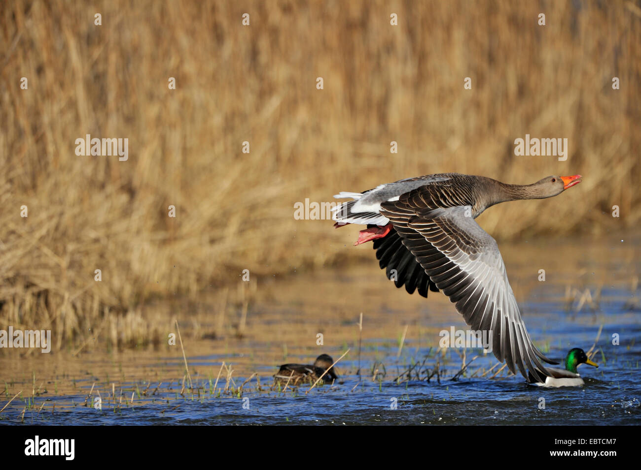 greylag goose (Anser anser), flying above watersurface of breeding and resting area Ahse Wiesen, Germany, North Rhine-Westphalia, Muensterland, ahse Stock Photo