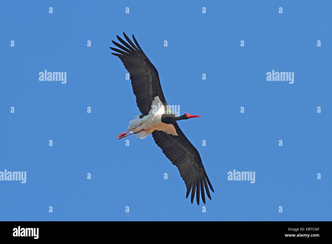 black stork (Ciconia nigra), flying, Germany Stock Photo