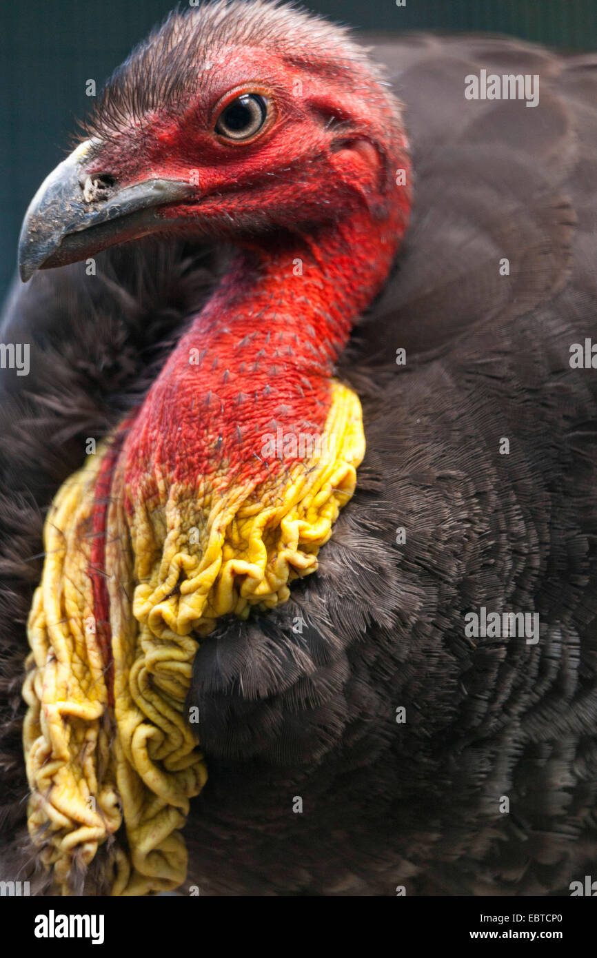 bush turkey (Alectura lathami), portrait Stock Photo