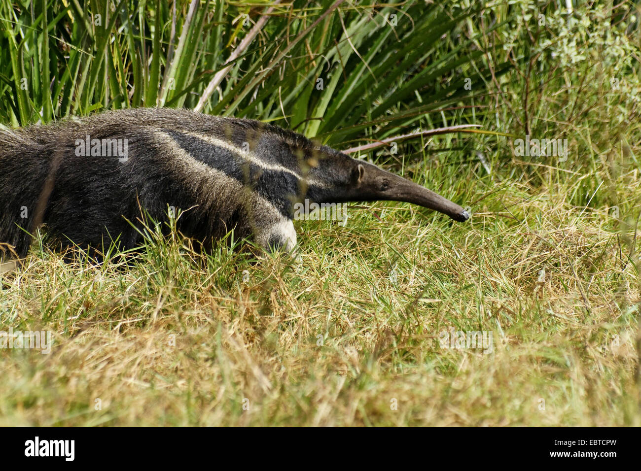 giant anteater (Myrmecophaga tridactyla), walking through grass, Brazil, Pantanal Stock Photo