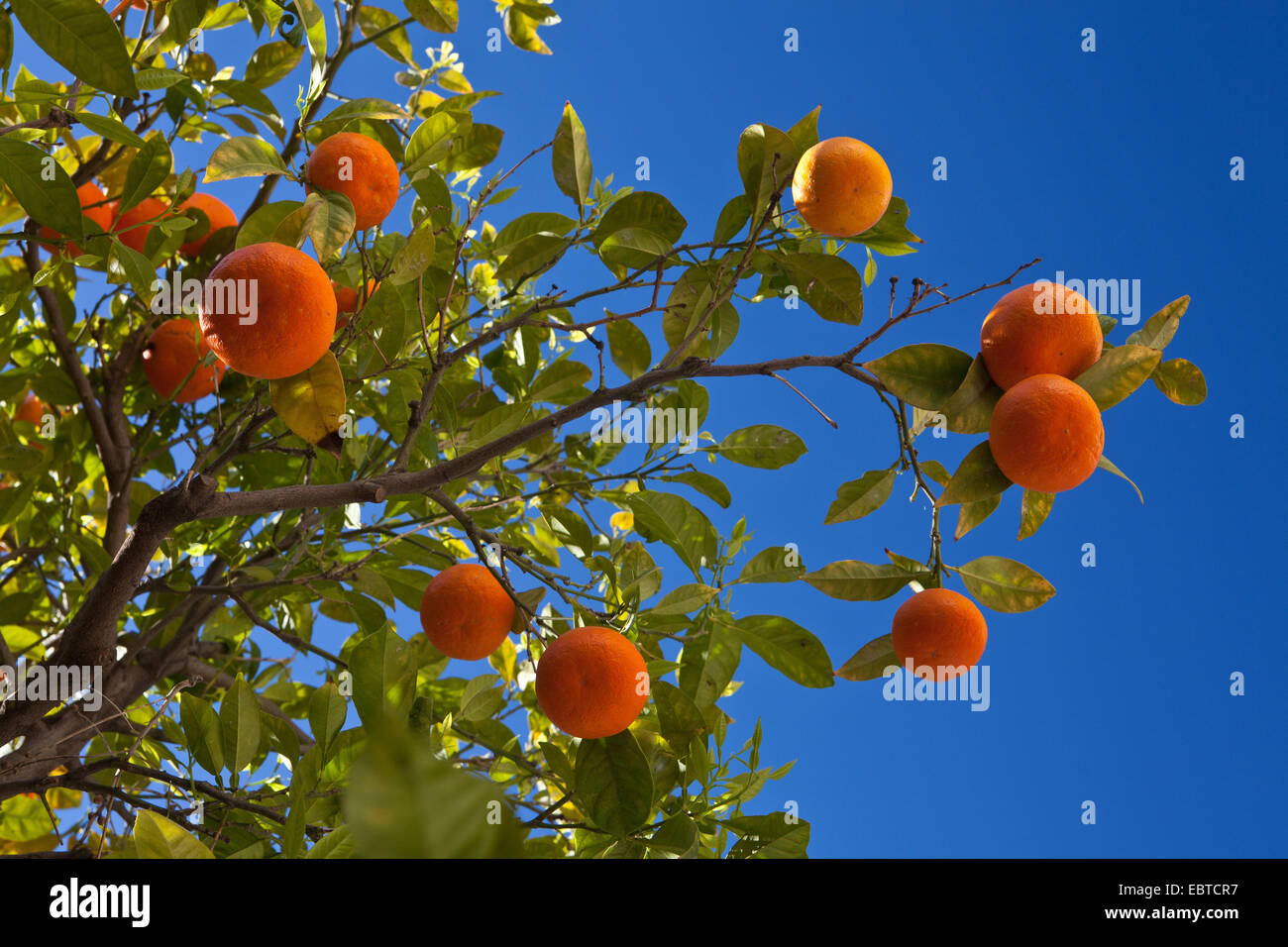 Orange tree (Citrus sinensis), with mature fruits in front of a clear blue sky, Spain, Andalusia Stock Photo