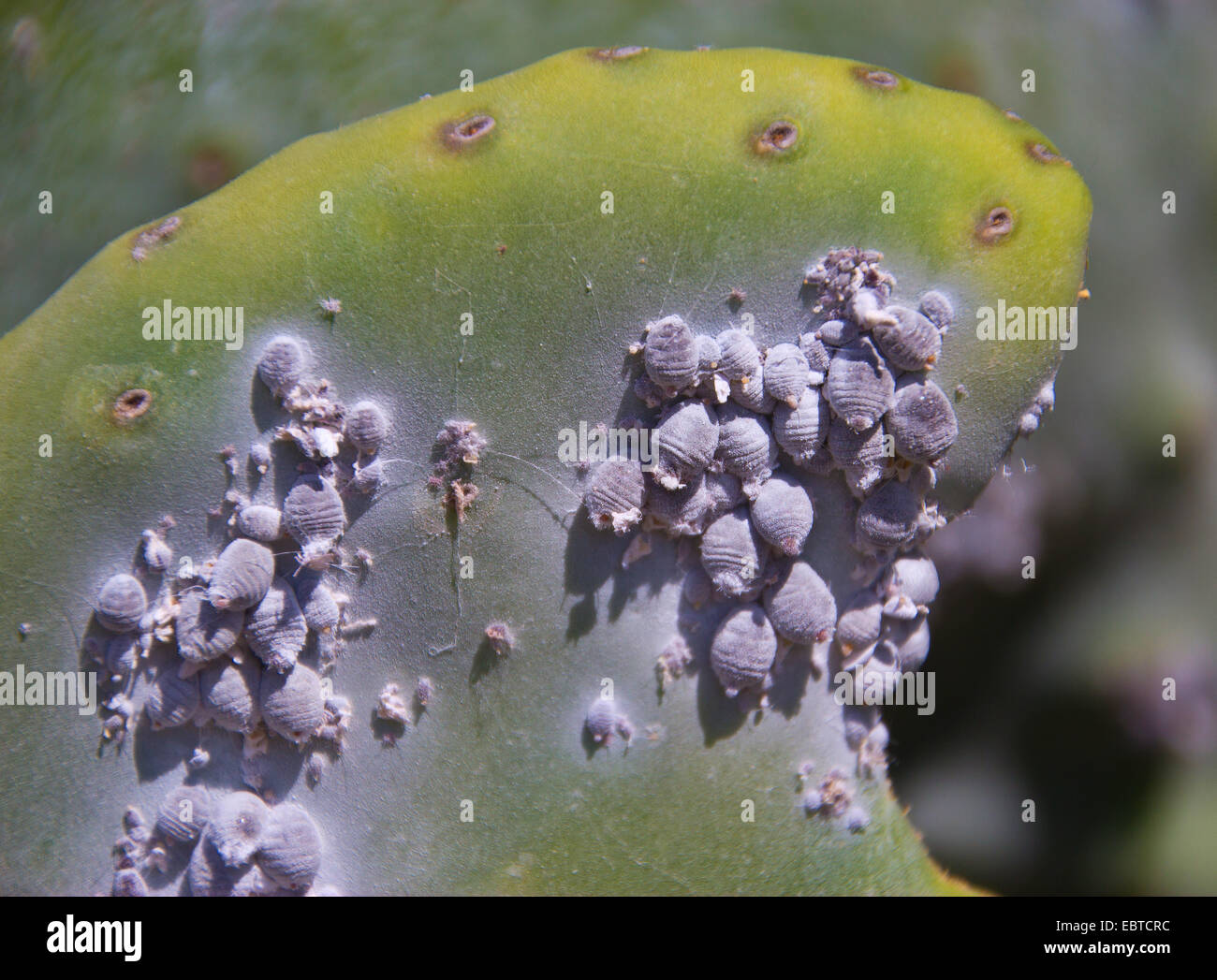 cochineal (Dactylopius coccus), colony on a prickly pear, Spain, Andalusia Stock Photo