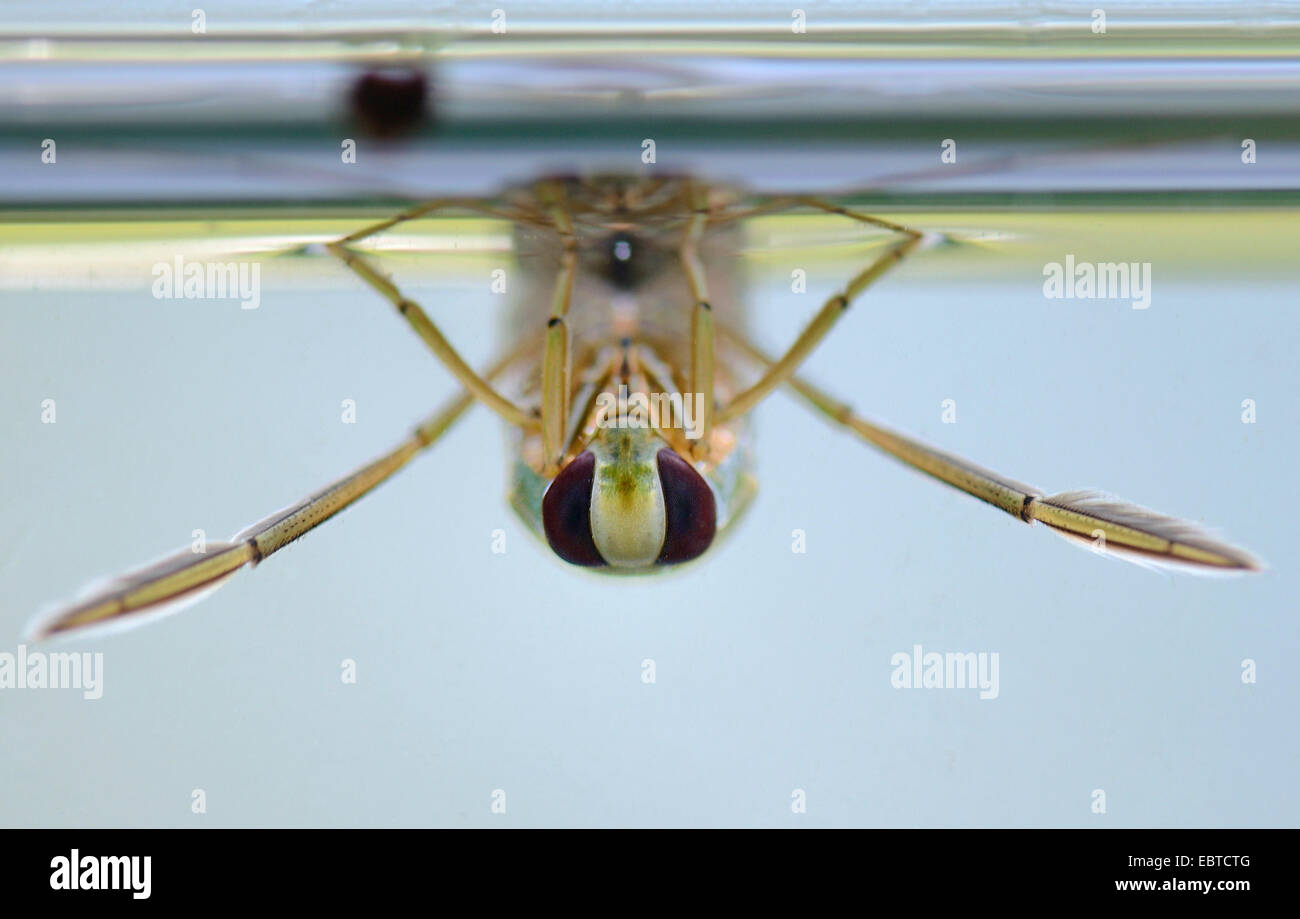 backswimmers (water boatmen) (Notonectidae), at water surface, Germany