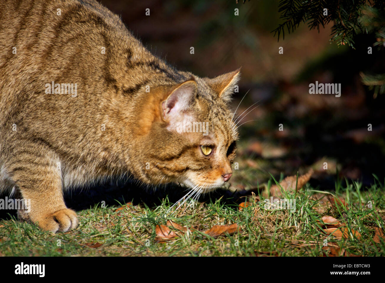 European wildcat, forest wildcat (Felis silvestris silvestris), hunting, Germany, Hesse Stock Photo