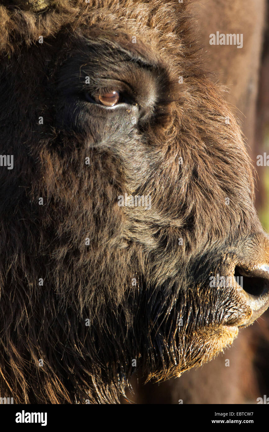 European bison, wisent (Bison bonasus), portrait, Germany Stock Photo