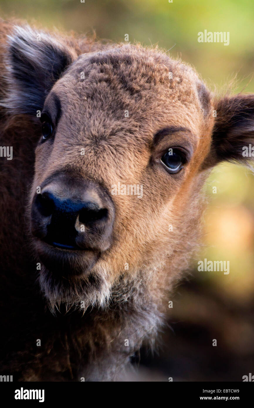 European bison, wisent (Bison bonasus), portrait of a calf , Germany Stock Photo
