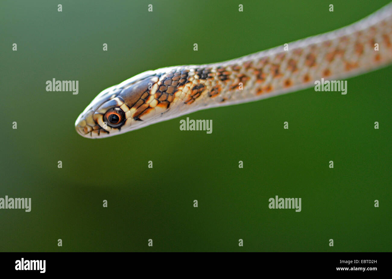 European whip snake, western European whip snake, darkgreen whipsnake