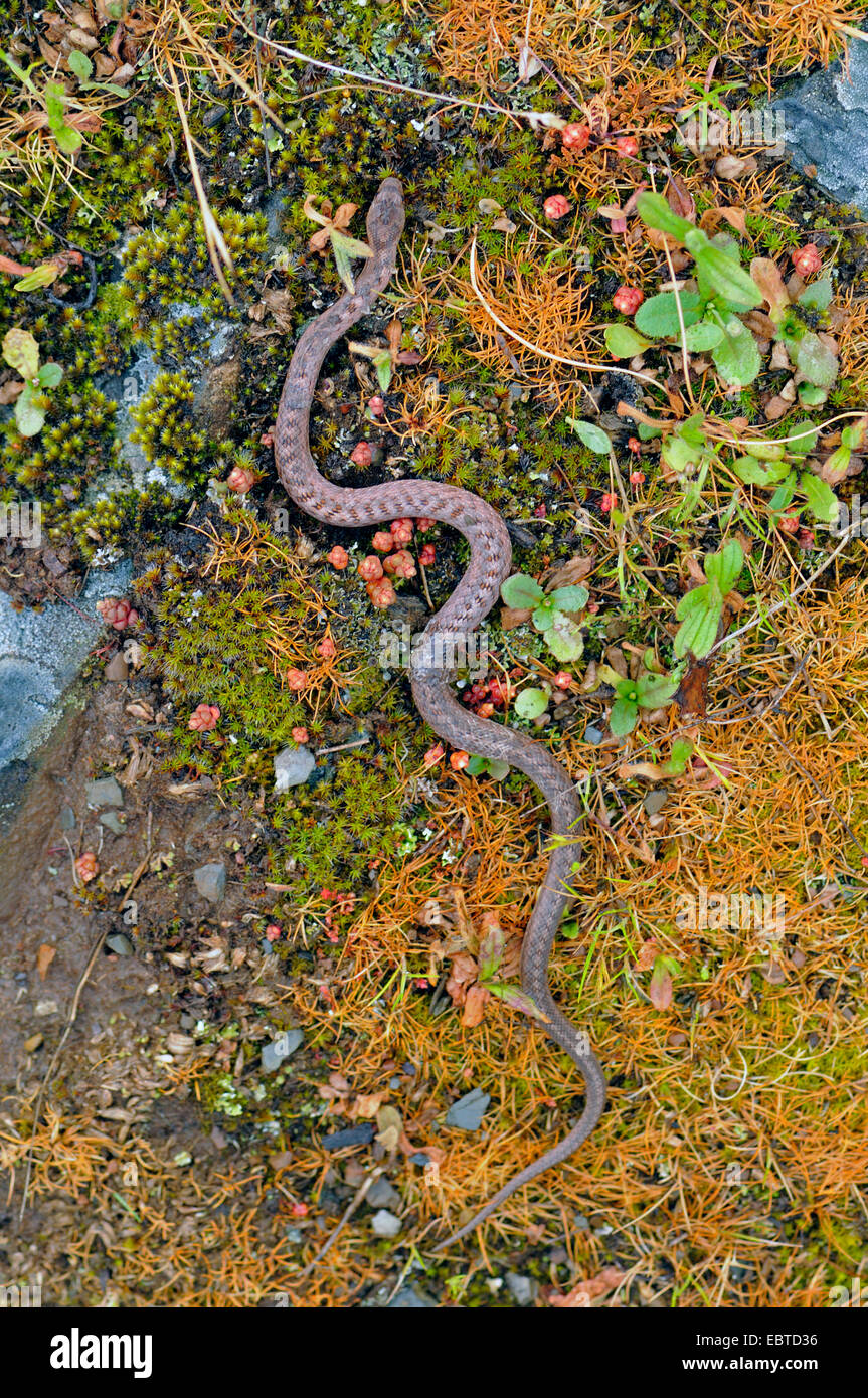 southern smooth snake, Bordeaux snake Coronella girondica creeping over moss and grass ground, Spain, Extremadura Stock Photo