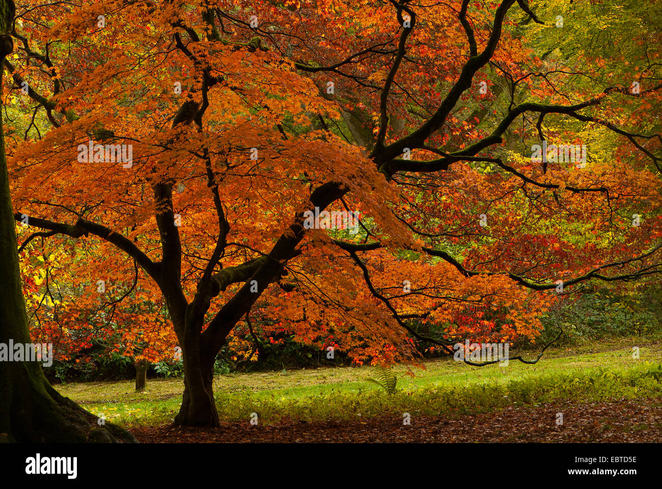 Autumn at westonbirt hi-res stock photography and images - Alamy