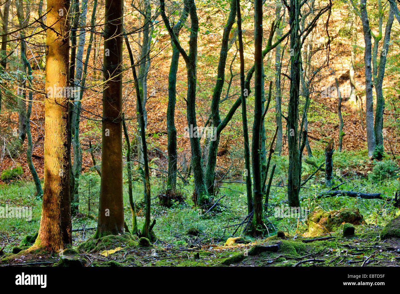 primeval forest, Germany, Rhineland-Palatinate Stock Photo