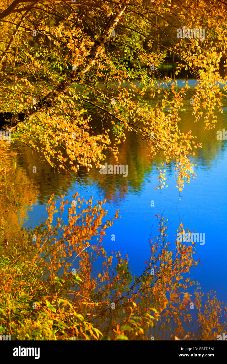 autumn forest at a lake, Germany Stock Photo