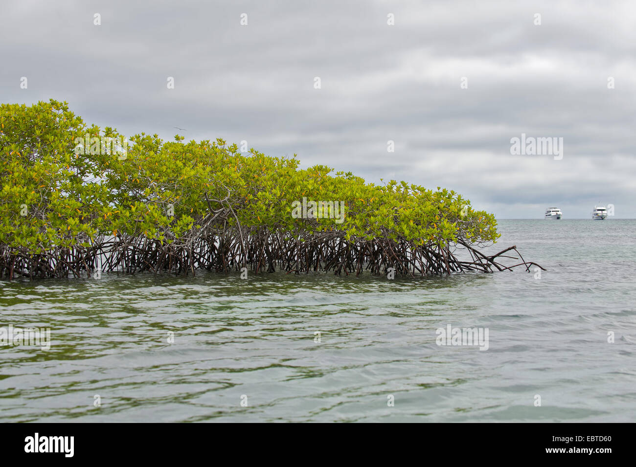 red mangrove (Rhizophora mangle), mangrove, Ecuador, Galapagos Islands, Santa Cruz, Black Turtle Cove Stock Photo