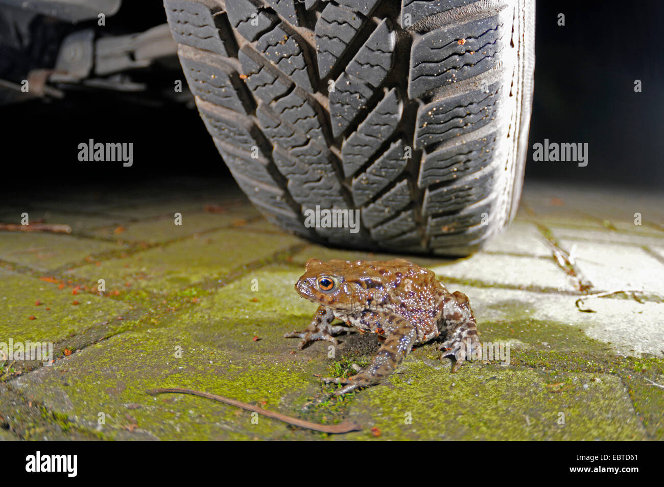 European common toad (Bufo bufo), sitting on a paved path in front of a car wheel, Germany Stock Photo