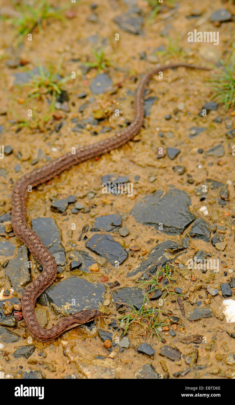 southern smooth snake, Bordeaux snake Coronella girondica), creeping over soil ground, Spain, Extremadura Stock Photo