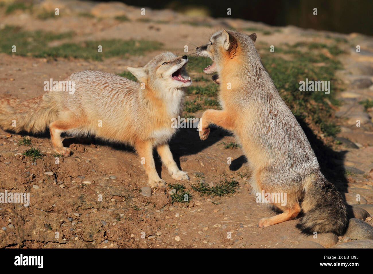 Corsac fox (Vulpes corsac), two corsac foxes scuffling Stock Photo