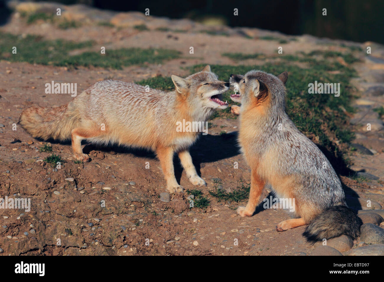 Corsac fox (Vulpes corsac), two corsac foxes scuffling Stock Photo