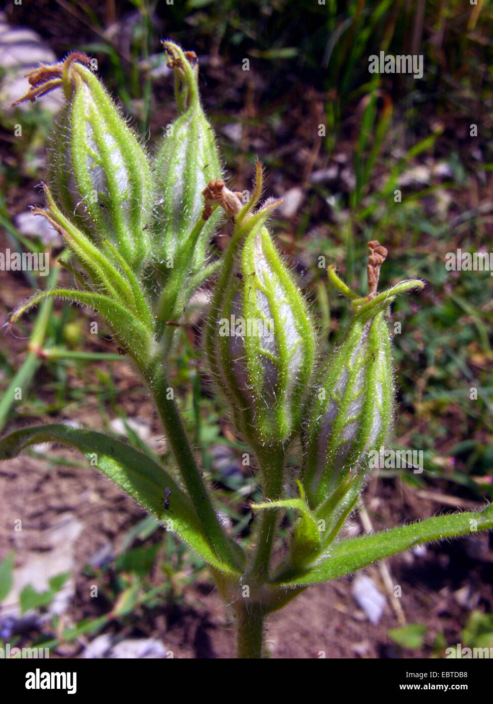 night-flowering catchfly (Silene noctiflora), fruiting, Germany Stock Photo