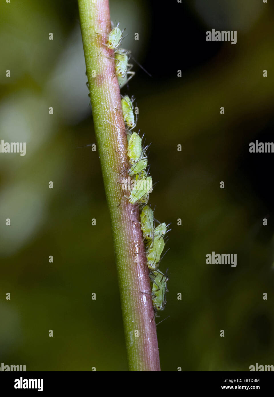 Aphids in close up, Norway Stock Photo