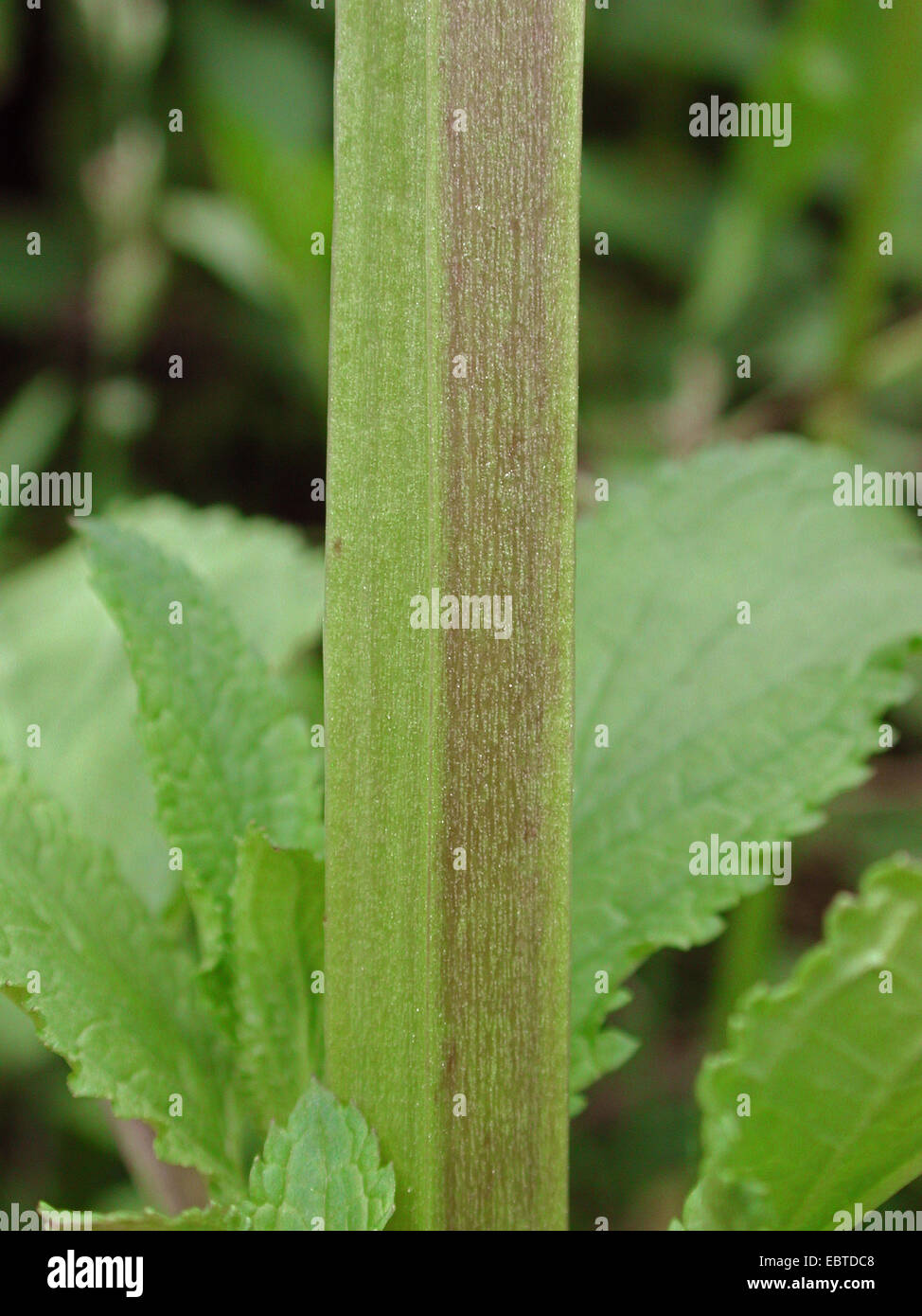 green figwort (Scrophularia umbrosa), tetragonal stem, Germany Stock Photo