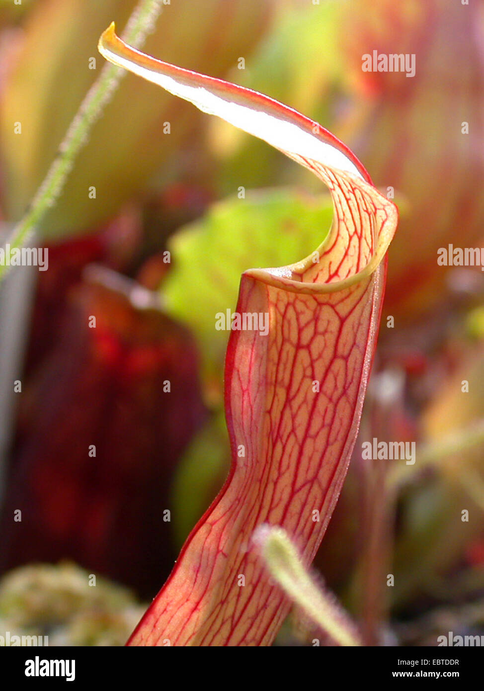 Sweet Pitcher Plant (Sarracenia rubra), leaves Stock Photo