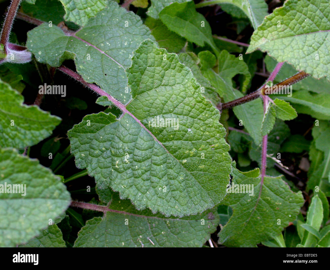 Whorled sage, lilac sage (Salvia verticillata), leaf, Germany Stock