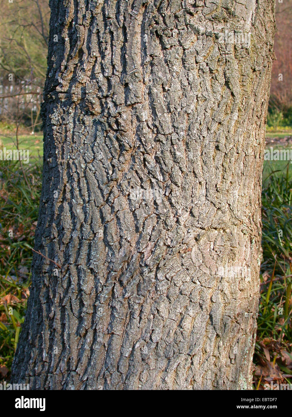 common oak, pedunculate oak, English oak (Quercus robur), bark, Germany