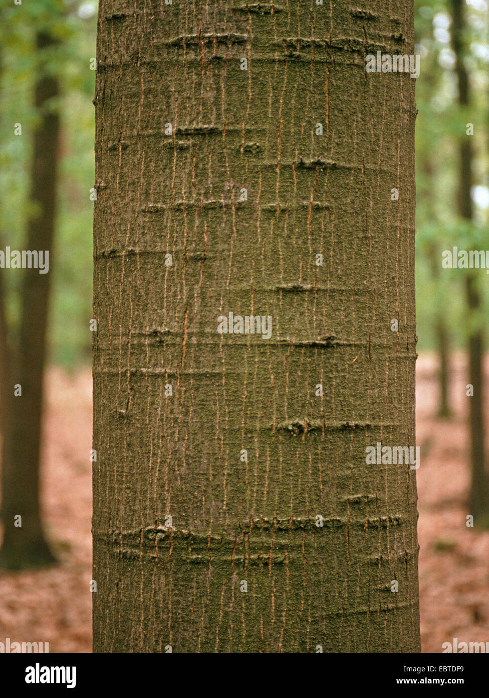 northern red oak (Quercus rubra), bark, Germany Stock Photo Alamy