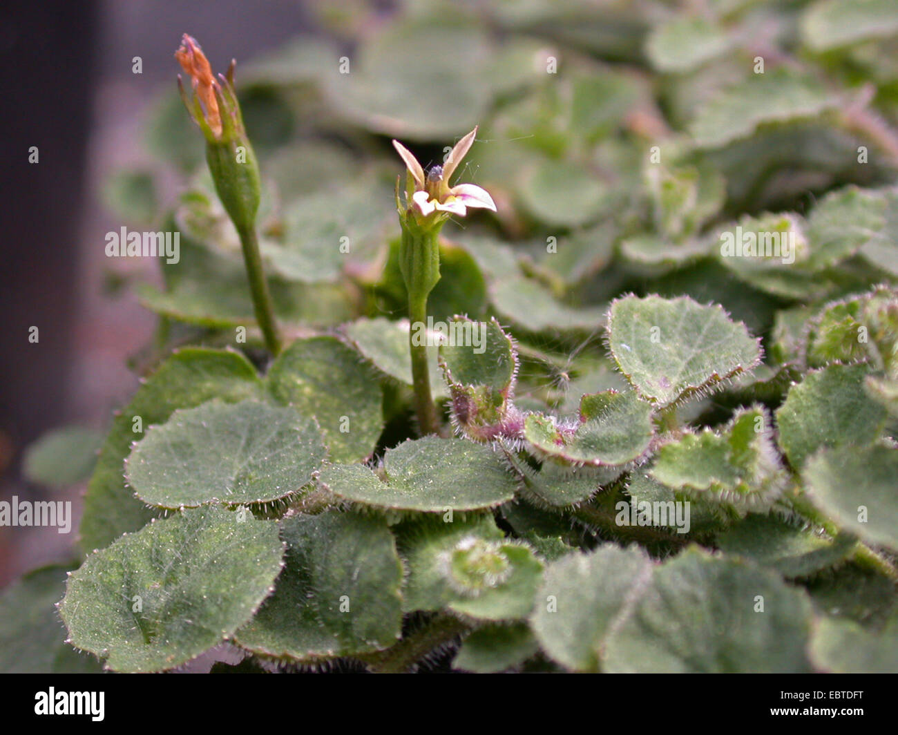 Mountain Pratia (Pratia macrodon, Lobelia macrodon), blooming Stock Photo