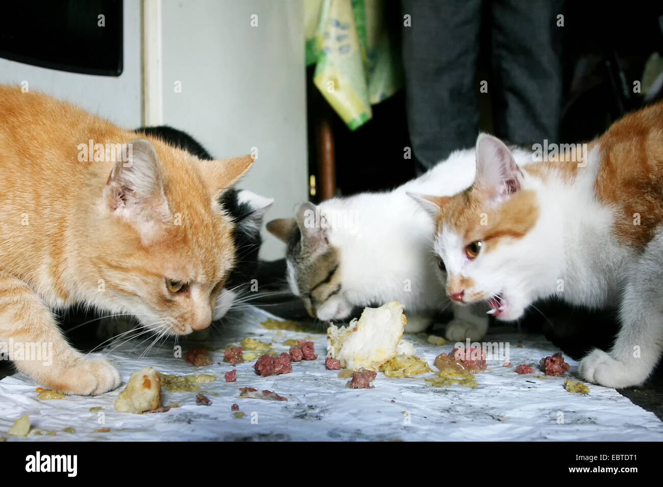 Four cats eating food scraps from the floor Stock Photo Alamy