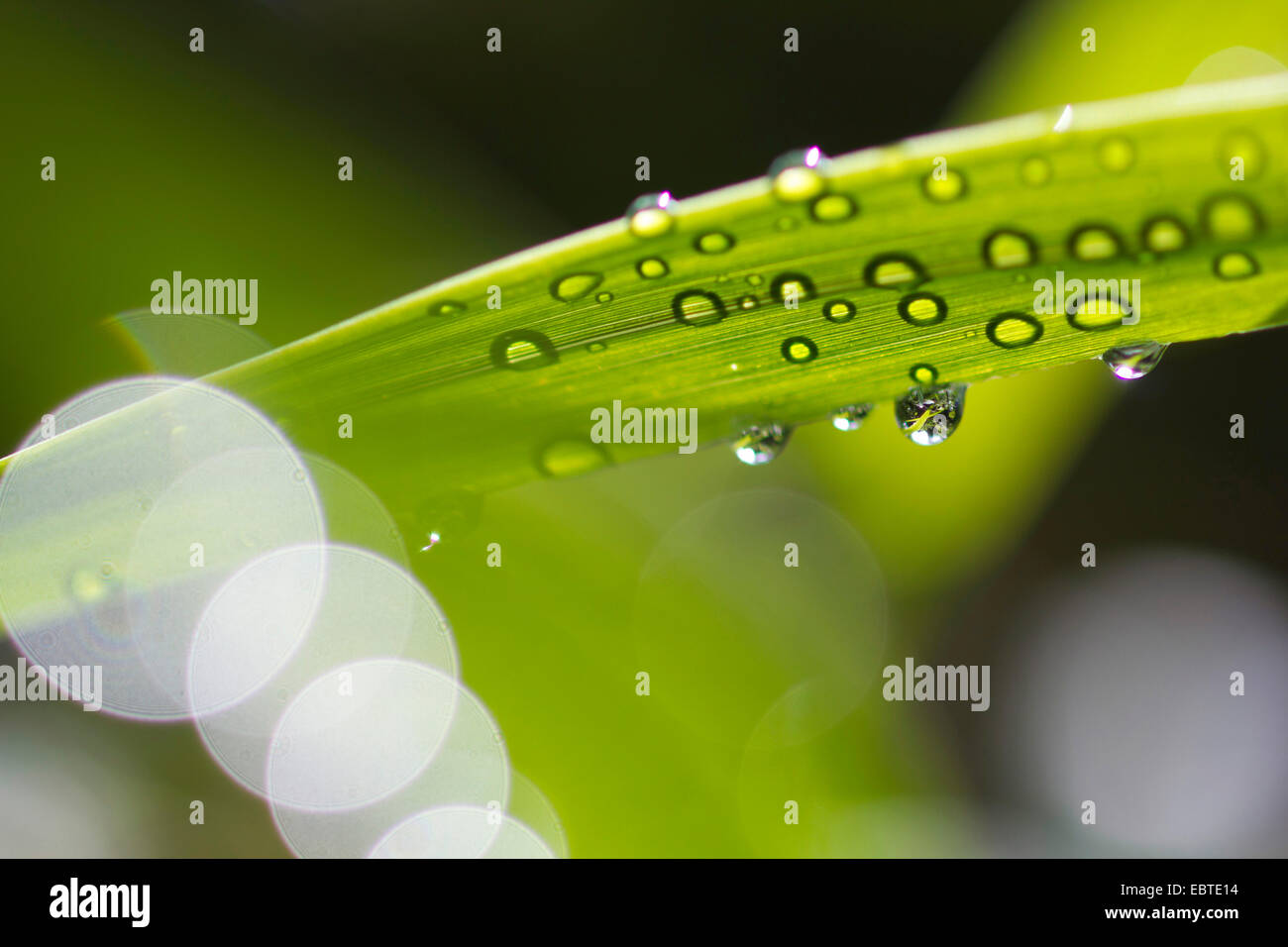 dewdrops on grass, Germany, Saxony Stock Photo