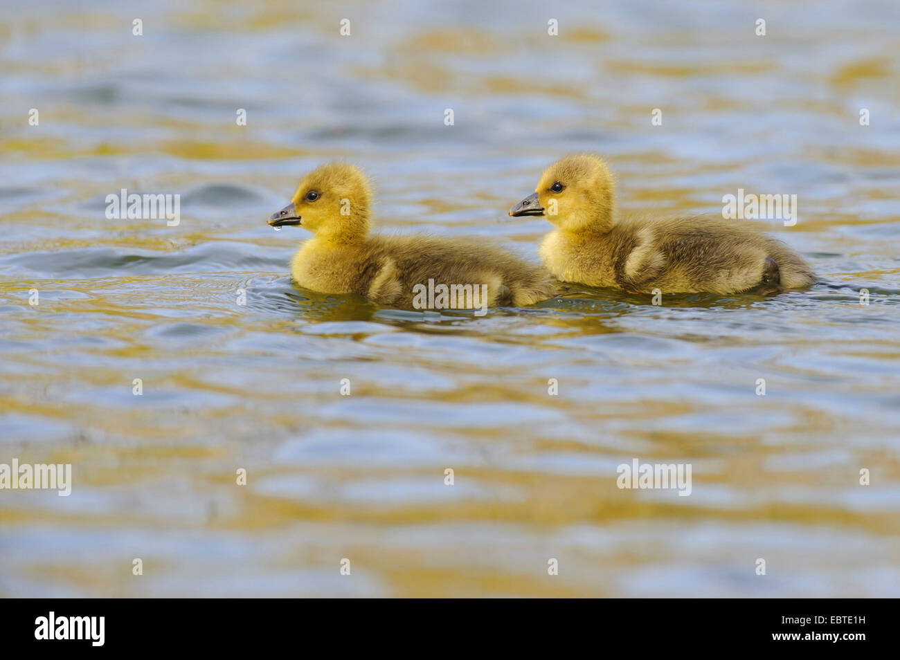 greylag goose (Anser anser), two chicks swimming on a lake one after another, Germany, Lower Saxony Stock Photo