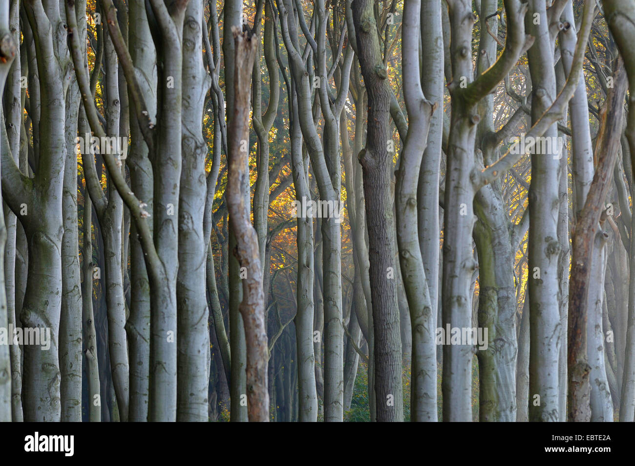 common beech (Fagus sylvatica), tree trunks in beech forest, Germany, Mecklenburg-Western Pomerania Stock Photo