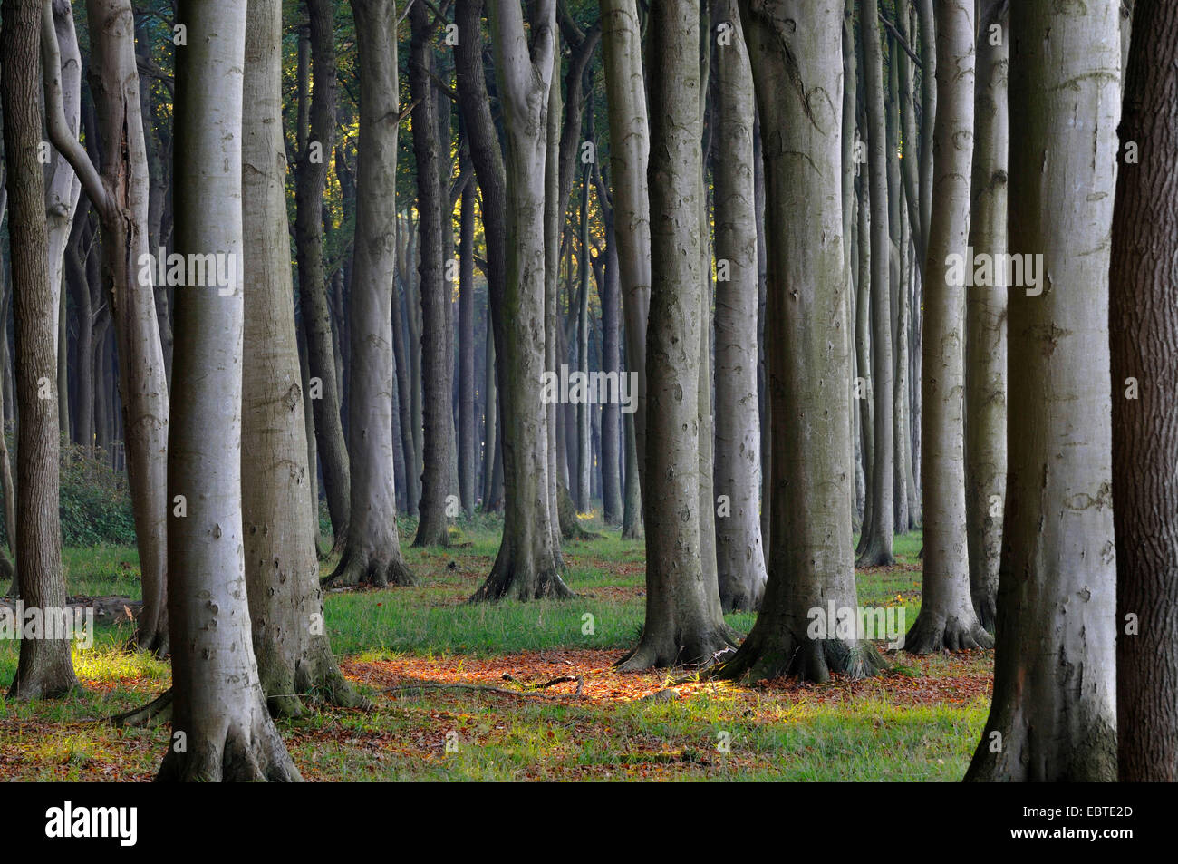common beech (Fagus sylvatica), beech forest in autumn, Germany, Mecklenburg-Western Pomerania Stock Photo