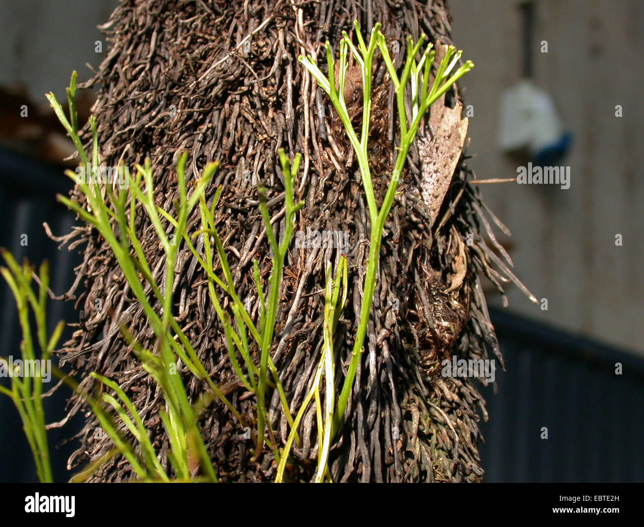 Whisk Fern, Skeleton Fork Fern (Psilotum nudum), epiphytic on a tree