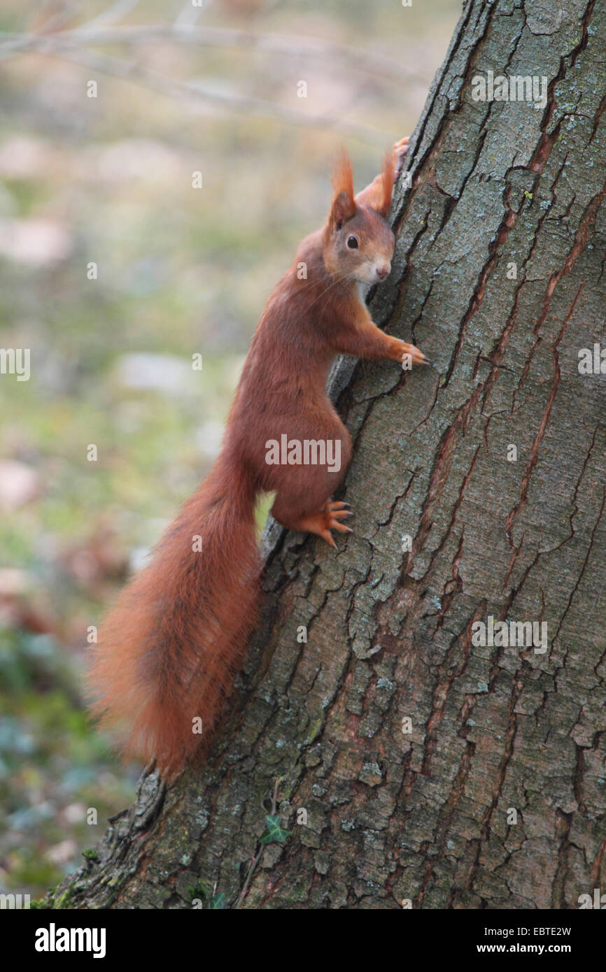 European red squirrel, Eurasian red squirrel (Sciurus vulgaris ...