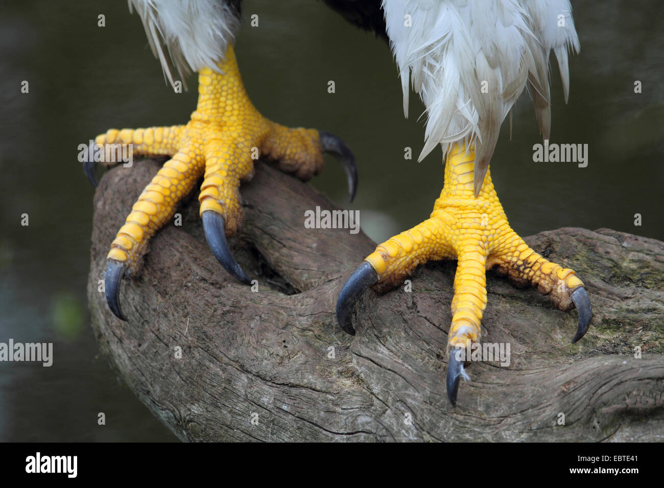 Steller's sea eagle (Haliaeetus pelagicus), feet of a bird standing on dead wood Stock Photo