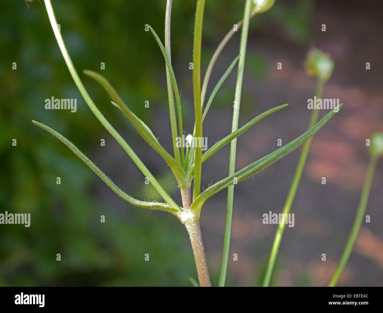 Strauch-Wegerich (Plantago sempervirens), leaves Stock Photo